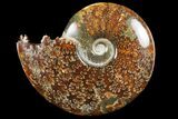 Polished, Agatized Ammonite (Cleoniceras) - Madagascar #97369-1